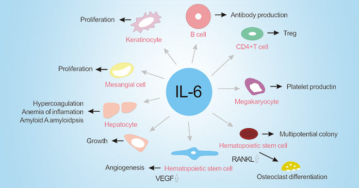 The function of IL-6 in autoimmune and chronic inflammatory diseases