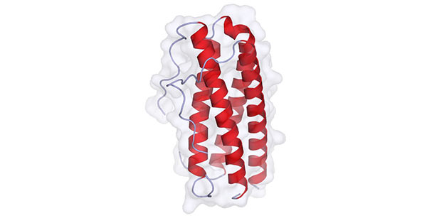 The diagram of IL-11 structure