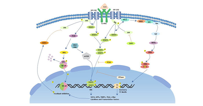 The picture of IL-6 signaling pathway