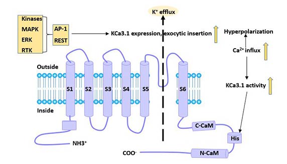 Figure 3 Regulatory factors of KCa3.1 channel