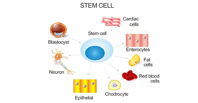 The diagram of stem cell differentiation