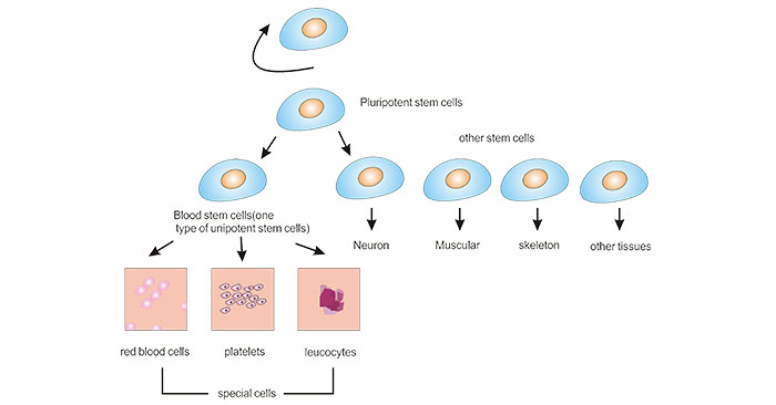 The relationship among three groups of stem cells