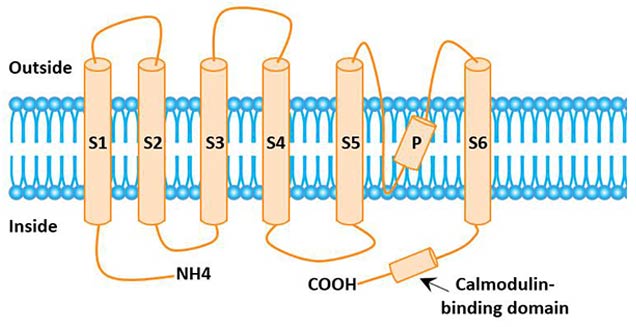 The structural model of IK<sub>Ca</sub>