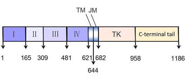 The structure of EGFR