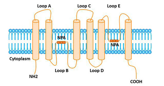 The structure of the AQP