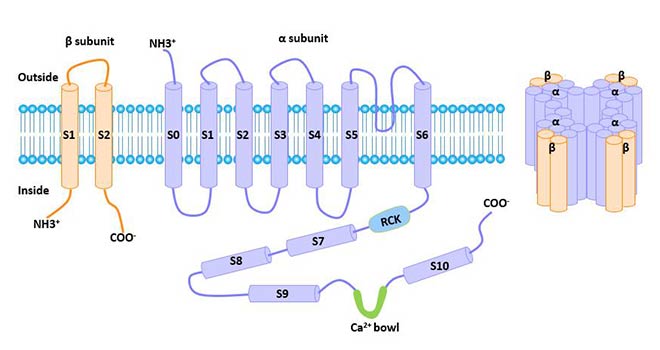 The structure of large conductance calcium-activated potassium channel (BK<sub>Ca</sub>)