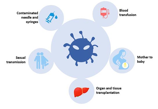 Understanding Hepatitis Fighting Hepatitis Cusabio