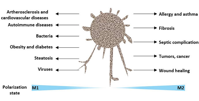 The plasticity of macrophage