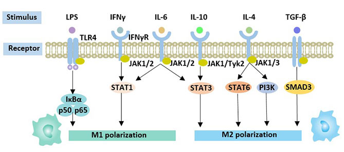 Factors affecting macrophage polarization