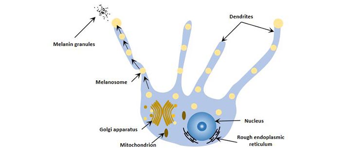 The diagram of melanocytes