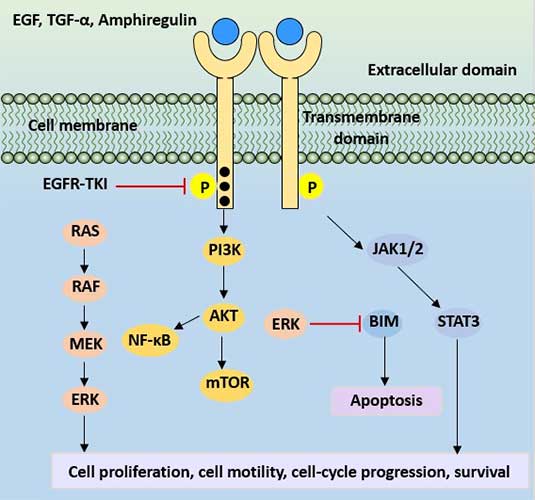 EGFR protein signaling pathway