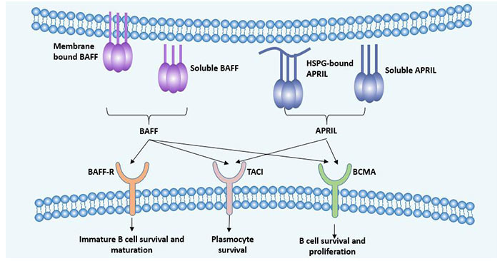 Focus on Emerging Therapeutic Targets BCMA