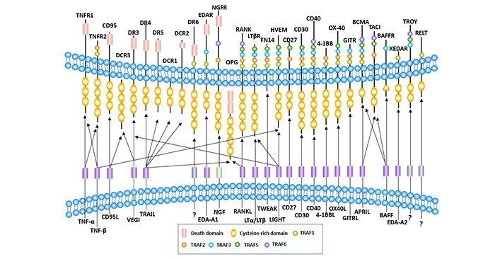 Does TNF Superfamily Inhibit Cancer or Promote Its Development?