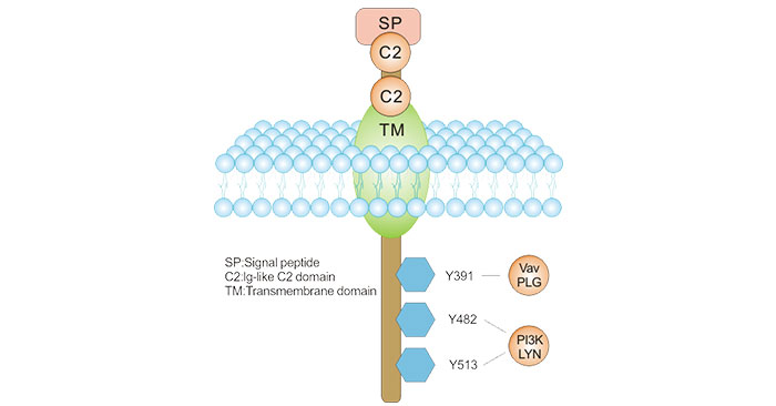 CD19 molecular structure