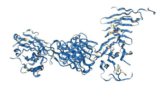 Complex between CD19 (N138Q mutant) and B43 FAB