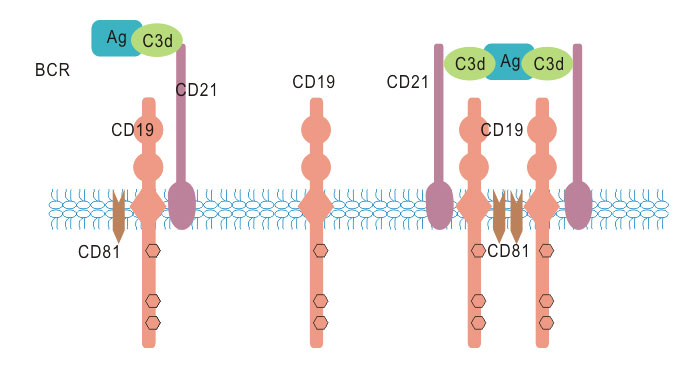 CD19 associated signaling complex