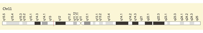 The location of CD44 gene