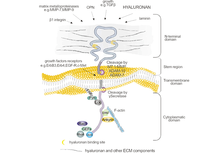 the structure of CD44 protein