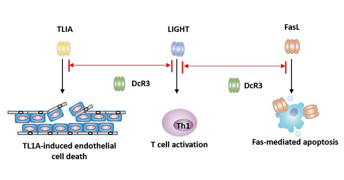 How does DcR3 inhibit apoptosis?