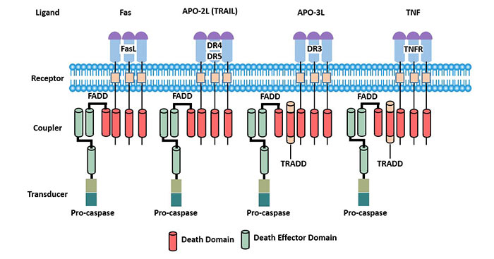 Death receptors