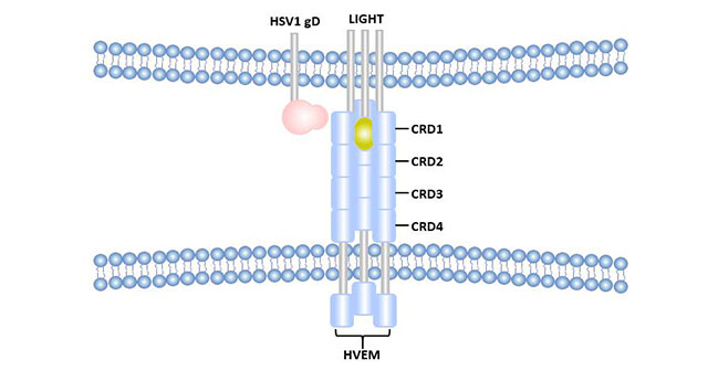 Differences between HSV1-gD-HVEM binding sites and LIGHT-HVEM binding sites