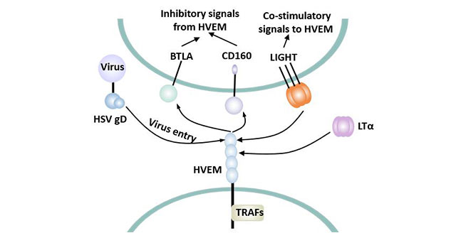 Biphasic effect of HVEM