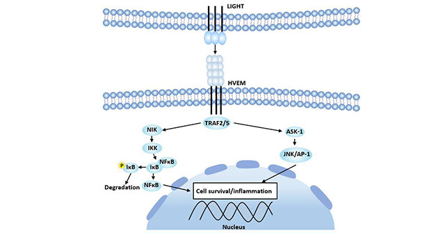 HEVM-LIGHT signaling pathway