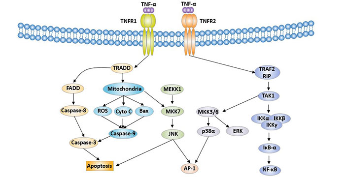 Cell signaling mediated by TNF superfamily