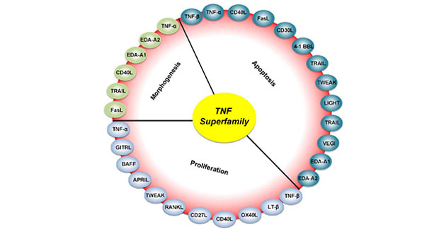 Physiological processes mediated by TNF superfamily