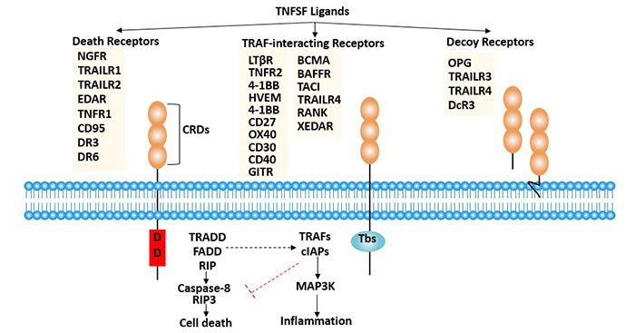 Member and classification of TNFRSF