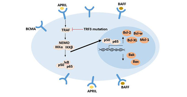 NF-κB signaling pathway activated upon BCMA ligand binding