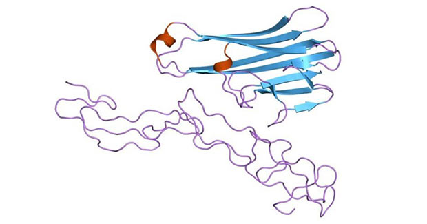 Structure of the soluble human 55 kd TNF receptor-human TNF beta complex