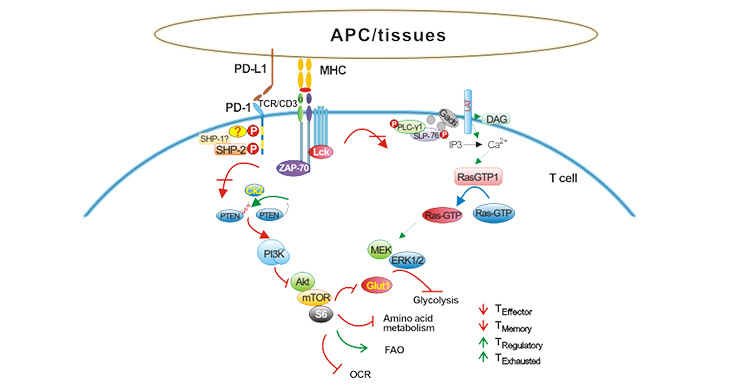 PD-1/PD-L1, What a Powerful Immune Checkpoint