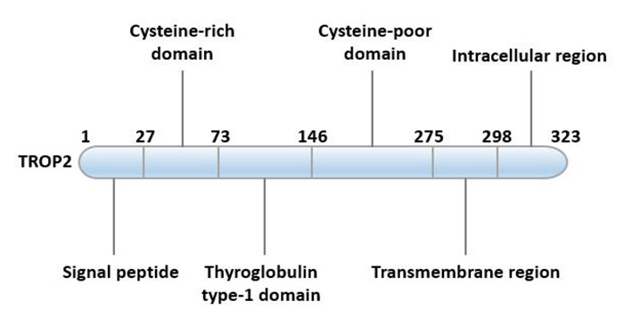 TROP2, An Important Target for Cancer Research