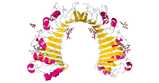 Structure of CD14