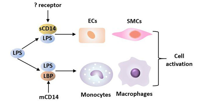 LPS interacts with LBP and CD14 to induce cell activation