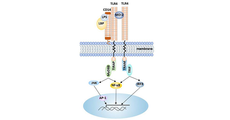 CD14-LPS mediated signaling pathway