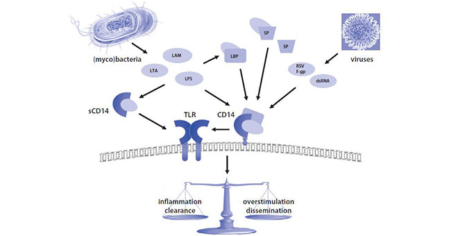 Central role of CD14 in pathogen- and pathogen-associated molecular pattern (PAMP)-induced responses in the lung