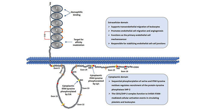 Schematic Diagram of CD31 Protein