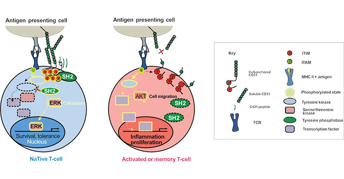 CD31 Signaling Pathways in T-lymphocytes