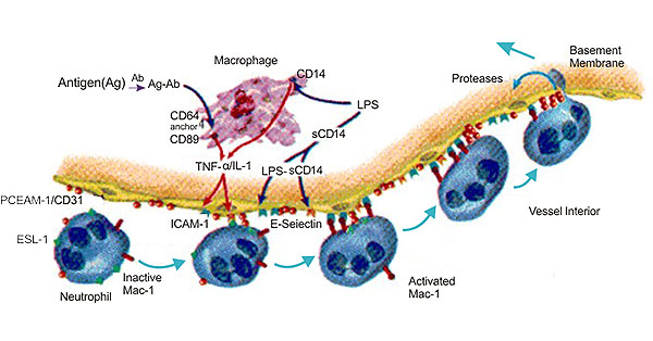 The Diagram of CD31 and Inflammation