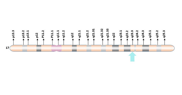 Localization of GH1 gene