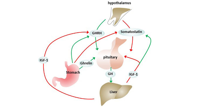 Regulation of GH by endogenous substances