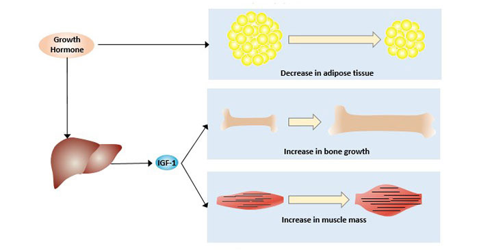 The function of growth hormone