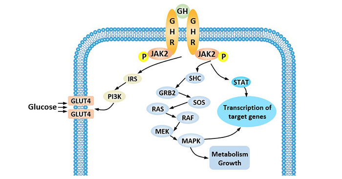 The mechanism of GH on organism