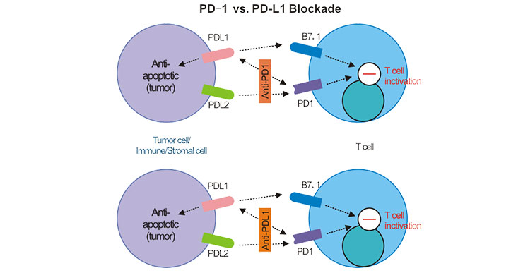 PD-1 vs. PD-L1 Blockade