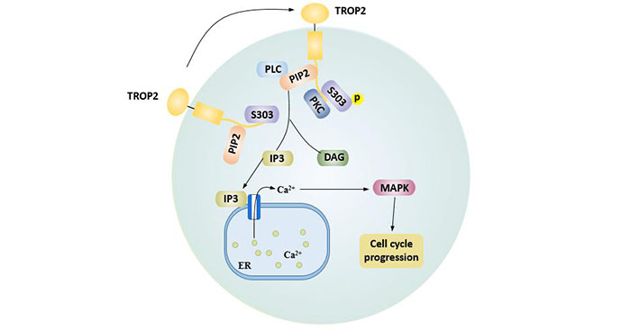 Cell cycle progression mediated by the PIP2 domain of TROP2