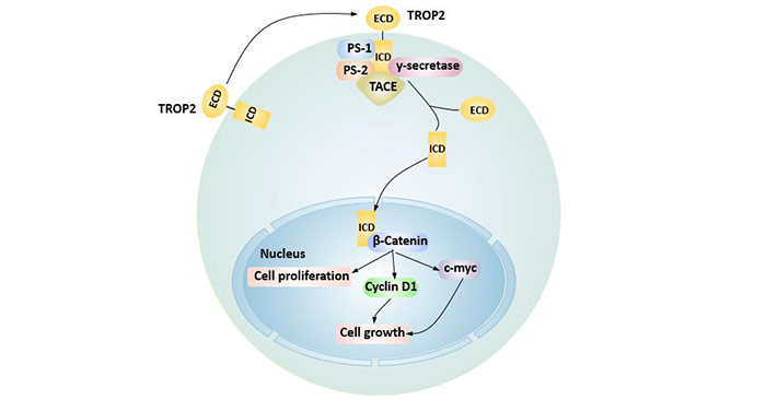 TROP2 regulates cell cycle by intracellular hydrolysis