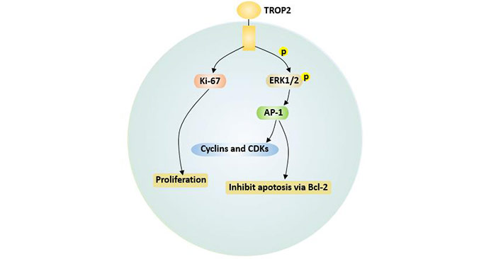 TROP2-mediated apoptosis and proliferation signals