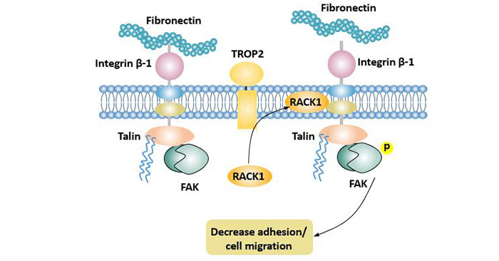 TROP2 promotes tumor invasion and metastasis